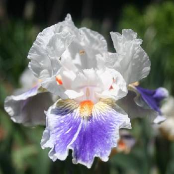 Ирис Iris Germanica ‘American Patriot’